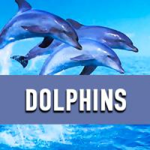 Дельфины Радио