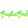 Rádio Brazilian Birds